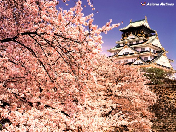 Sakura on the Osaka Castle #1
